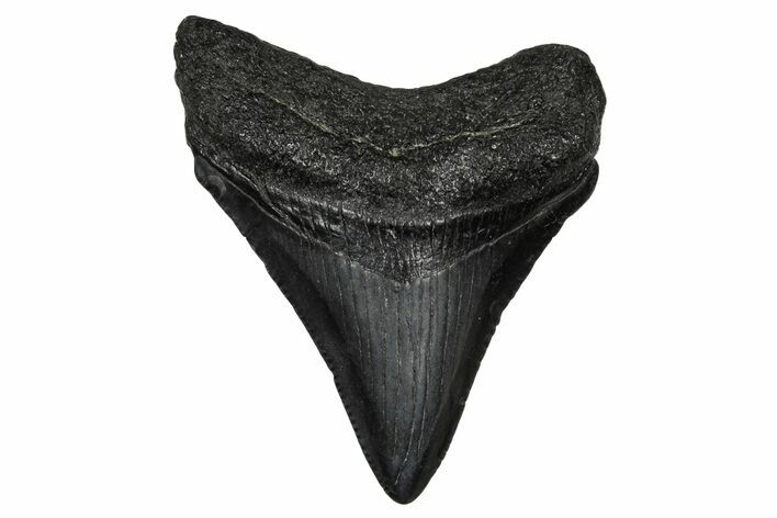 Juvenile Megalodon Tooth - South Carolina #340420